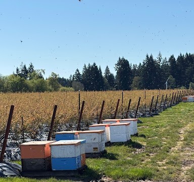 bee box
